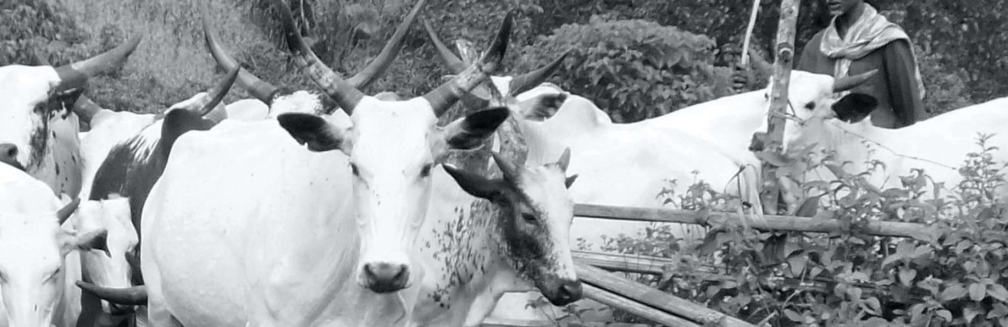 Making rangelands more secure in Cameroon: A review of good practice